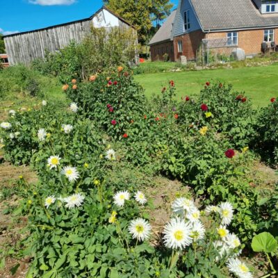 Blomserhaven